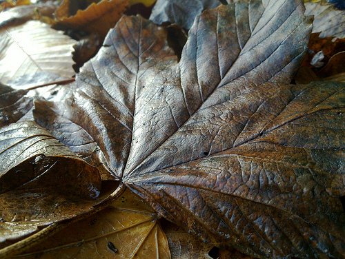 Autumn Leaves N900 Macro Mode FTW
